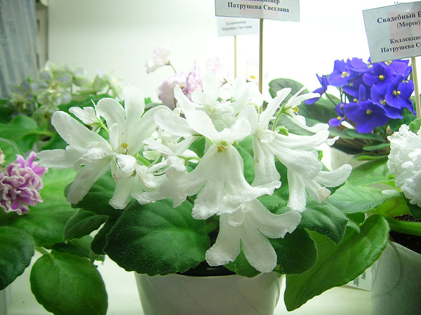 Lunar-Lily.jpg