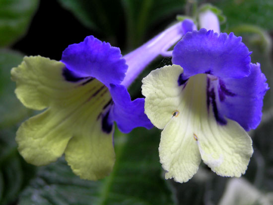Harlequin Blue