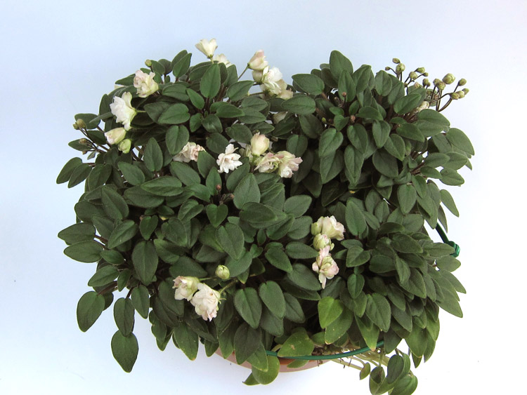 Pink-Mint.jpg