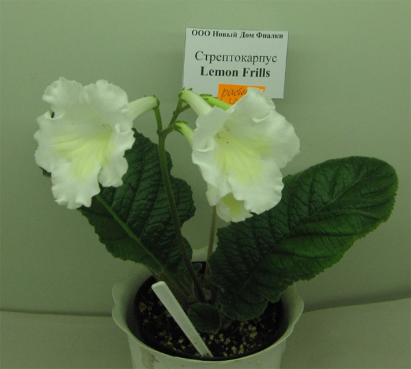 Lemon-Frills.jpg