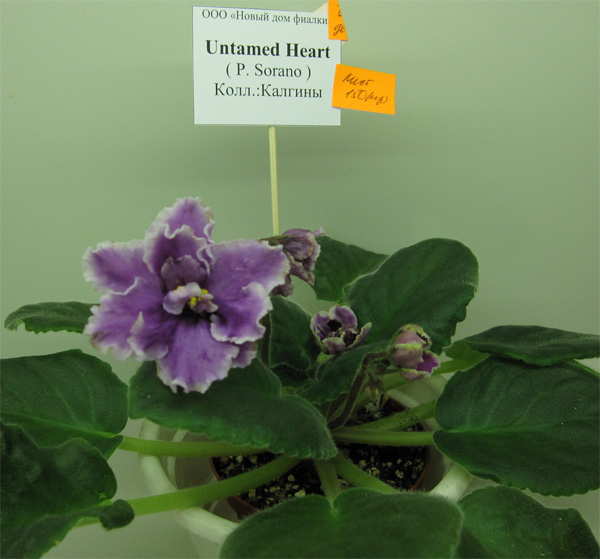 Untamed-Heart.jpg
