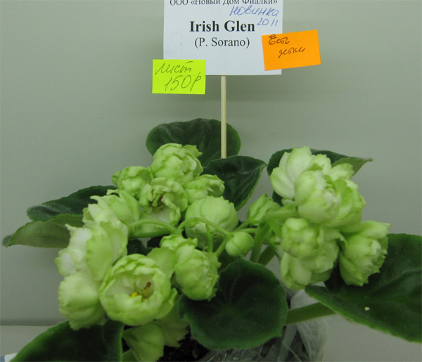 Irish-Glen.jpg