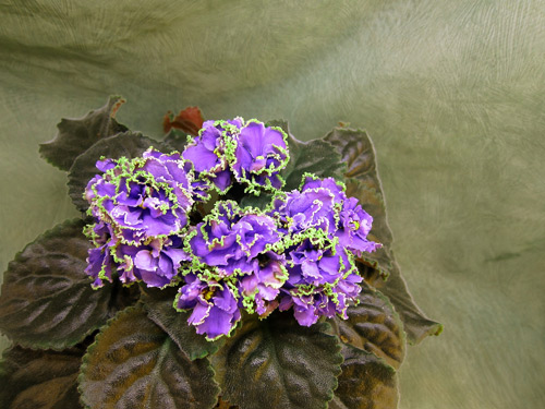 ЛЕ-Кудри Венеры