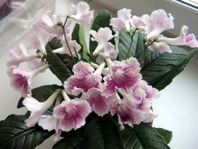 21052008 040.jpg