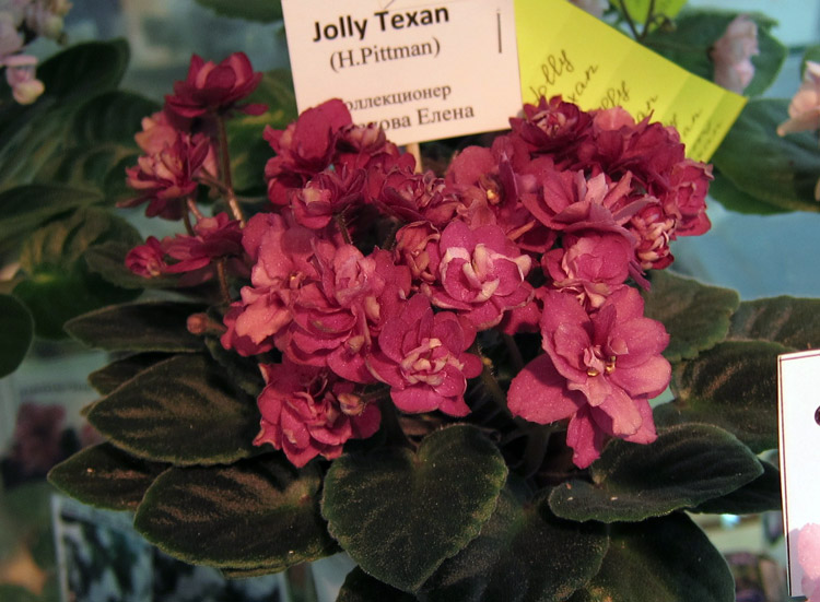 Jolly-Texan.jpg