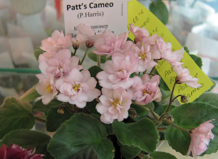 Patt's-Cameo.jpg