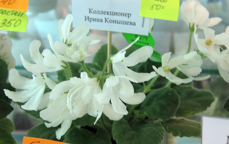 Linar-Lily-white.jpg