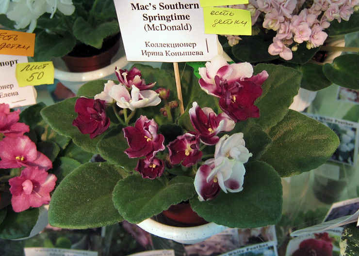 Mac's-Southern-Springtime.jpg
