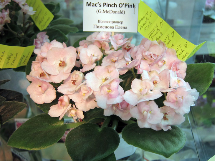 Mac's-Pinch-O'Pink.jpg