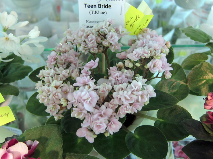 Teen-Bride.jpg