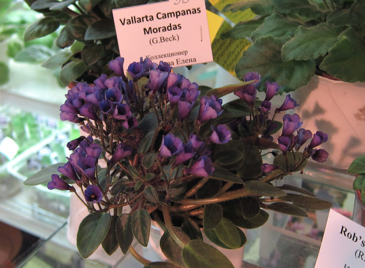 Vallarta-Campanas-Moradas.jpg