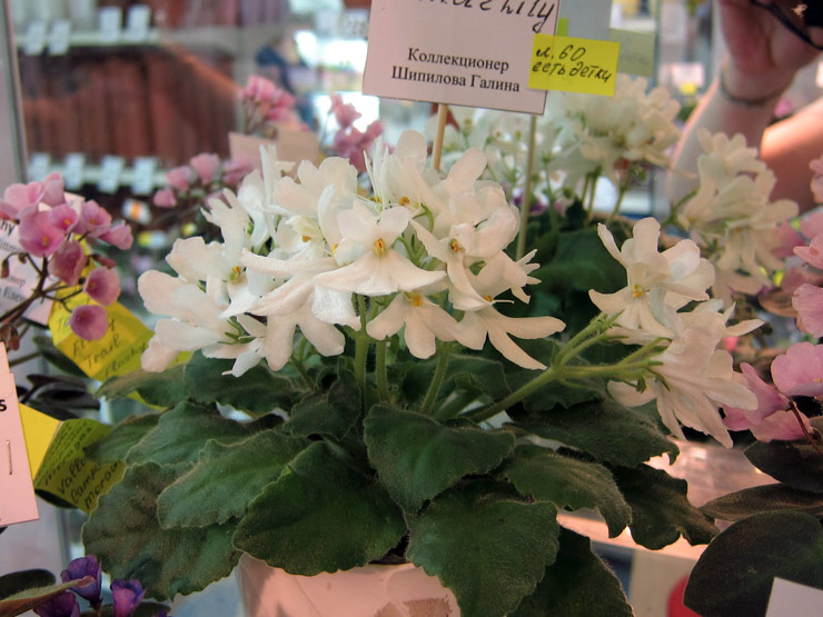 Lunar-Lily-white-(Ш).jpg