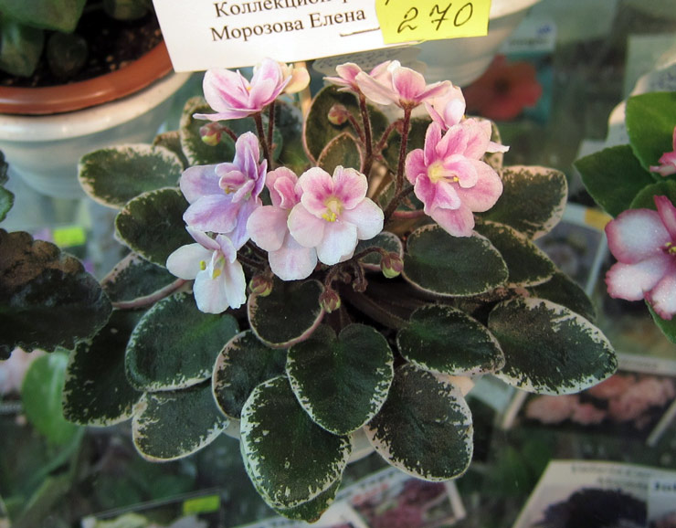 Hortense's-Country-Rose-спорт.jpg