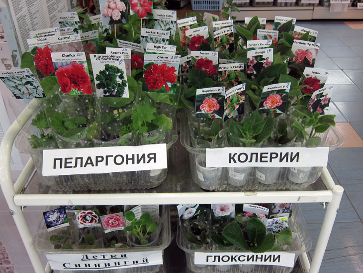 черенки.jpg
