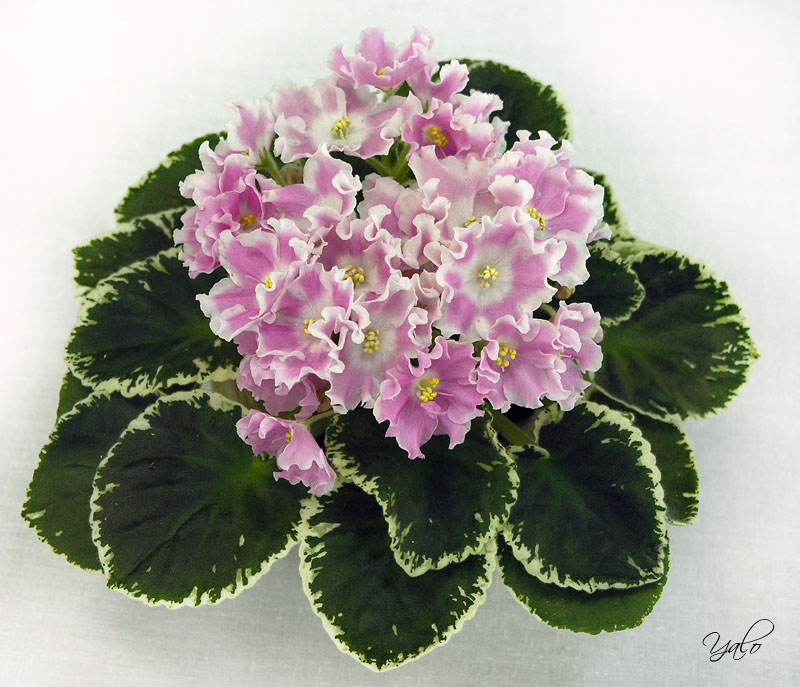 2 место – Pink Sensation (LLG/Sorano), колл. М. Нестерова (Московские коллекционеры)