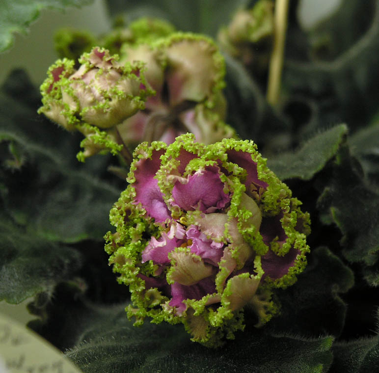 ЛЕ-Сестра Королевы
