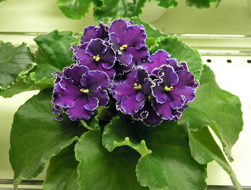 Rodeo Roper