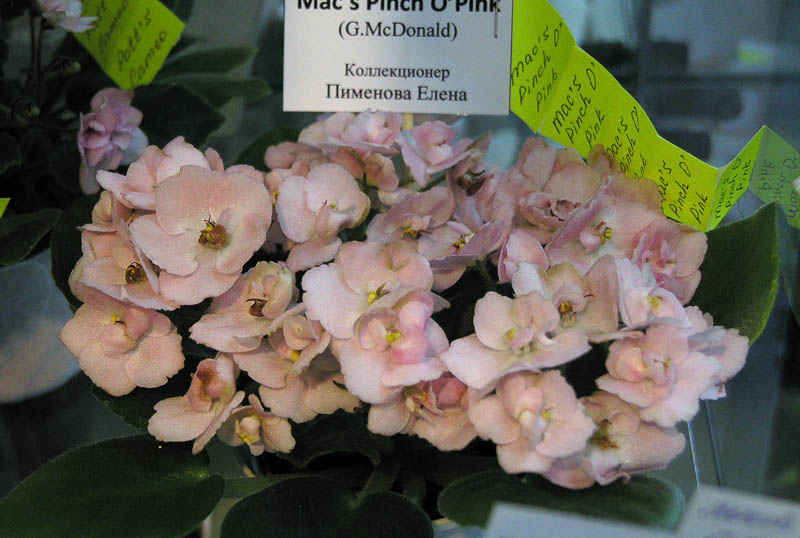 Mac's Pinch O'Pink
