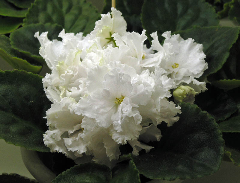 ЛЕ-Жизель