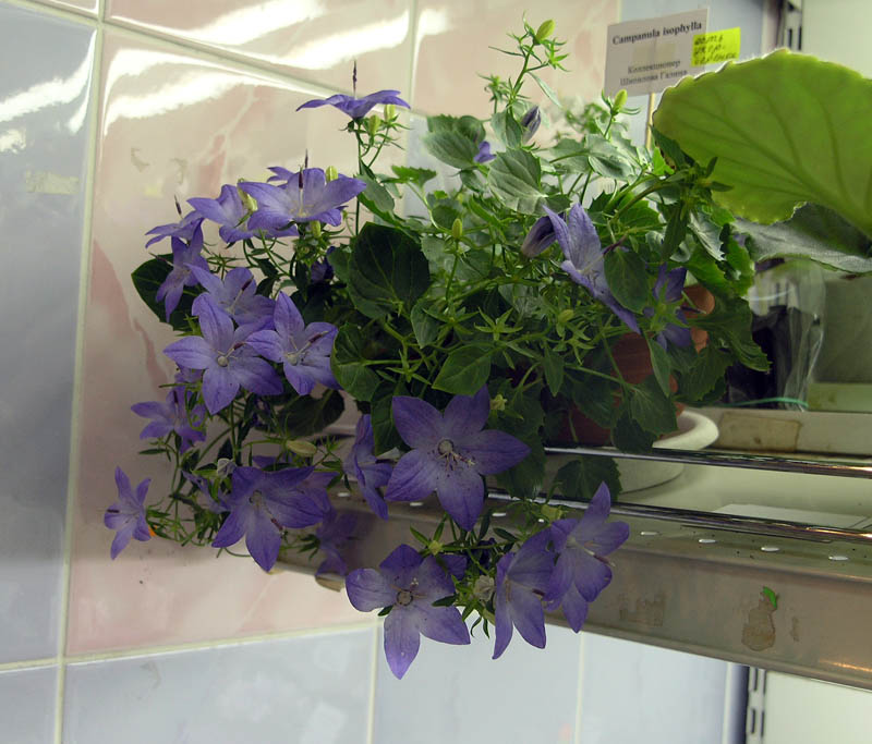 Campanula isophylla