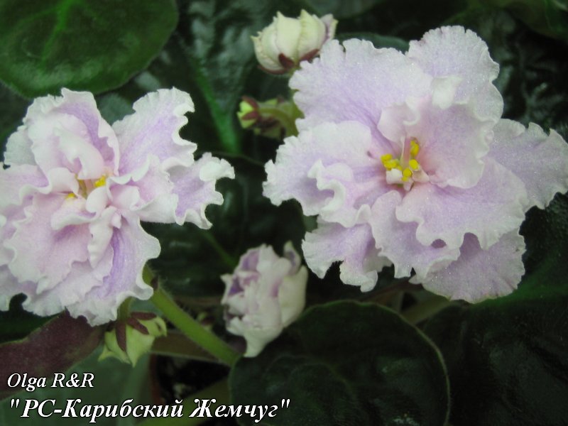 РС-Карибский Жемчуг 1.jpg