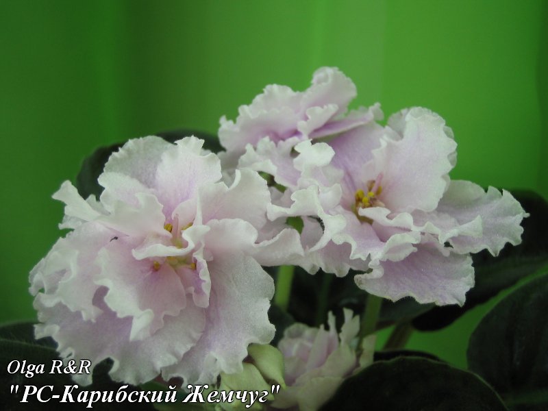 РС-Карибский Жемчуг.jpg