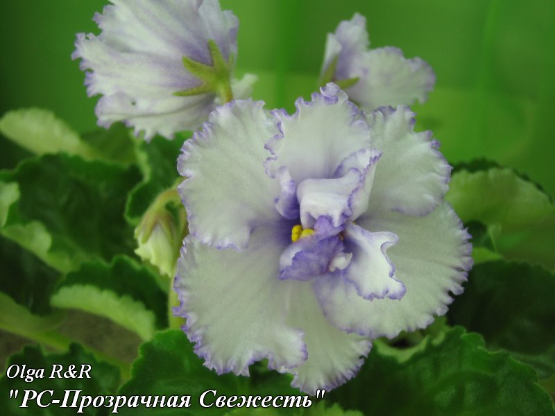 РС-Прозрачная Свежесть.jpg