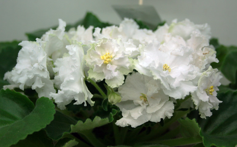 ЛЕ-ЖИЗЕЛЬ