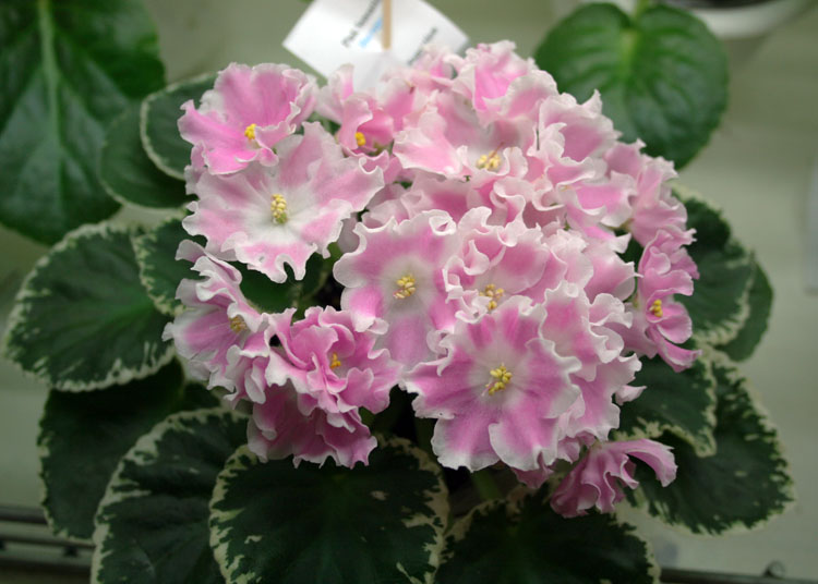 PINK SENSATION
