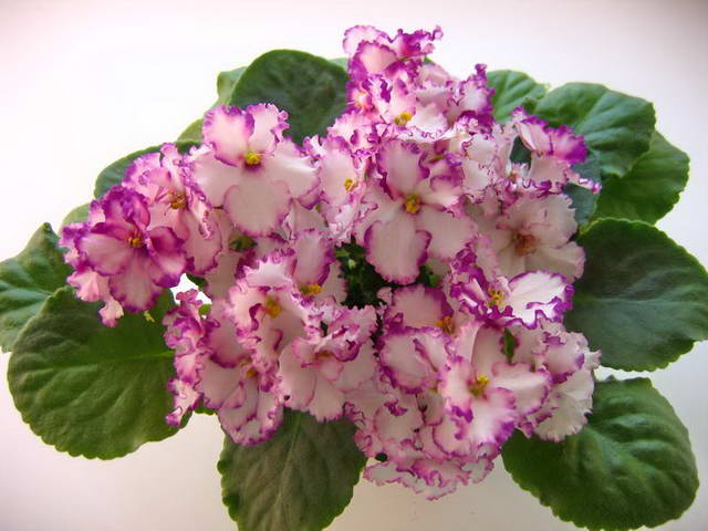 21052008 134.jpg