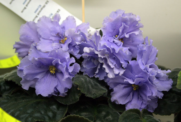 ЕК-МОРСКОЙ ВОЛК