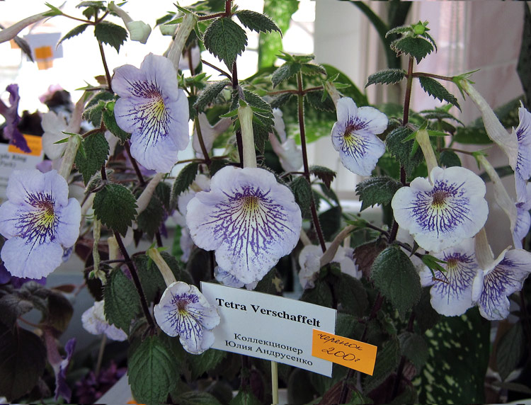 Tetra-Veschaffelt.jpg