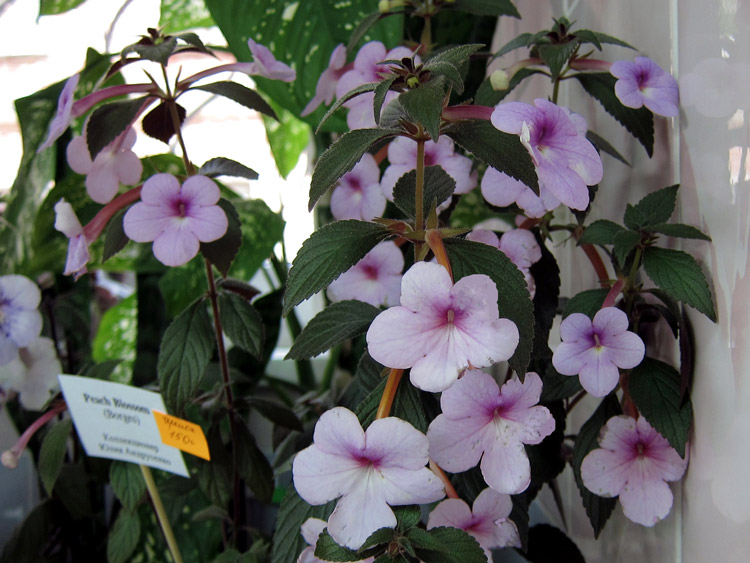 Peach-Blossom.jpg