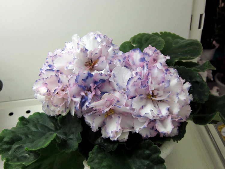ЛЕ-Радужные-Блики.jpg
