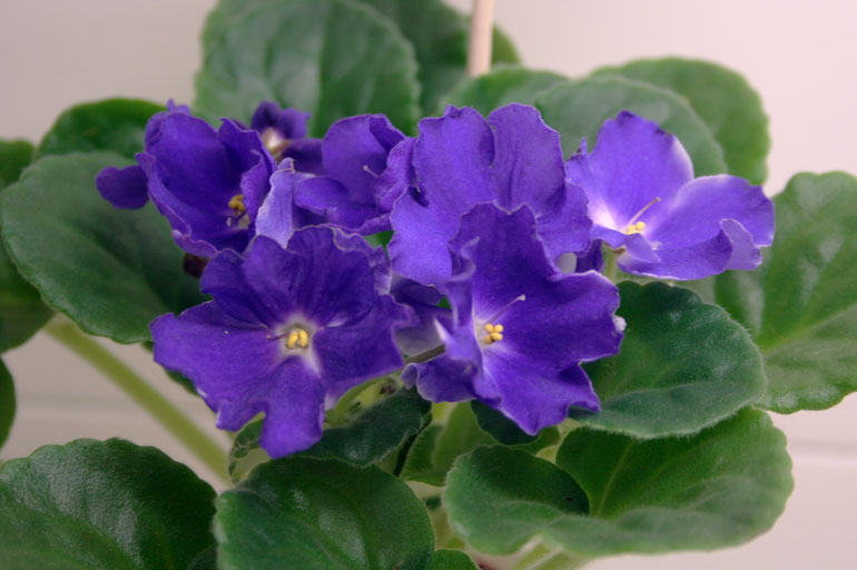 ULTRAVIOLET
