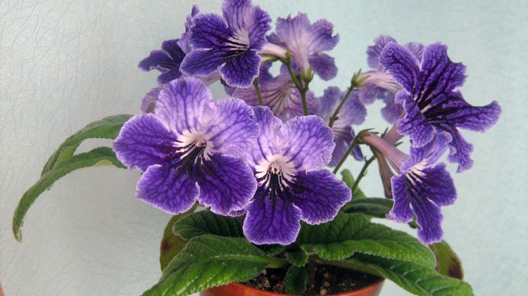 ЦФ-Елена-для-Д.jpg