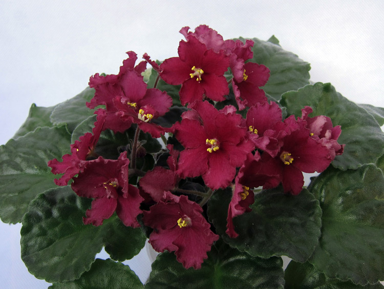 ЛЕ-Испанский-Танец.jpg