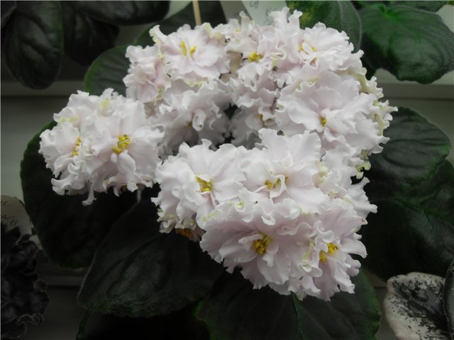 К-Сулико