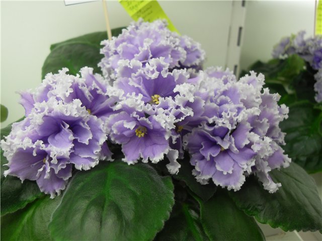 ЛЕ-Легкая Грусть
