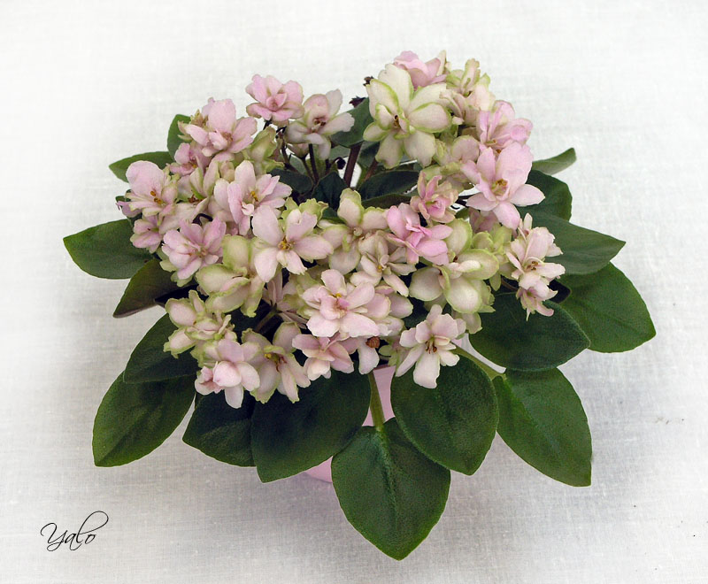 3 место – Old-fashioned Rose (LLG/P. Sorano), колл. Е. Пименова