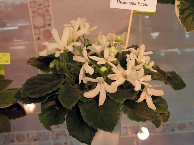 Lunar-Lily-white.jpg