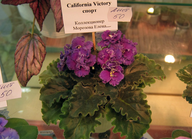 California-Victory-спорт.jpg