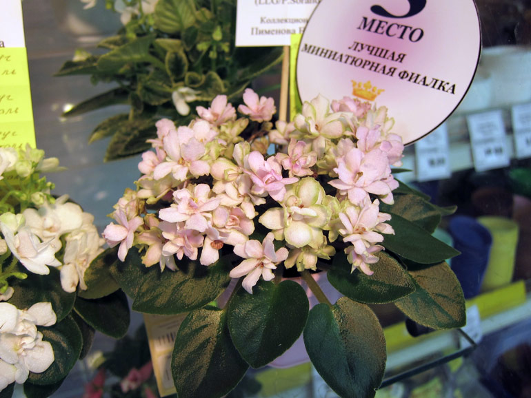 Old-fashioned-Rose.jpg