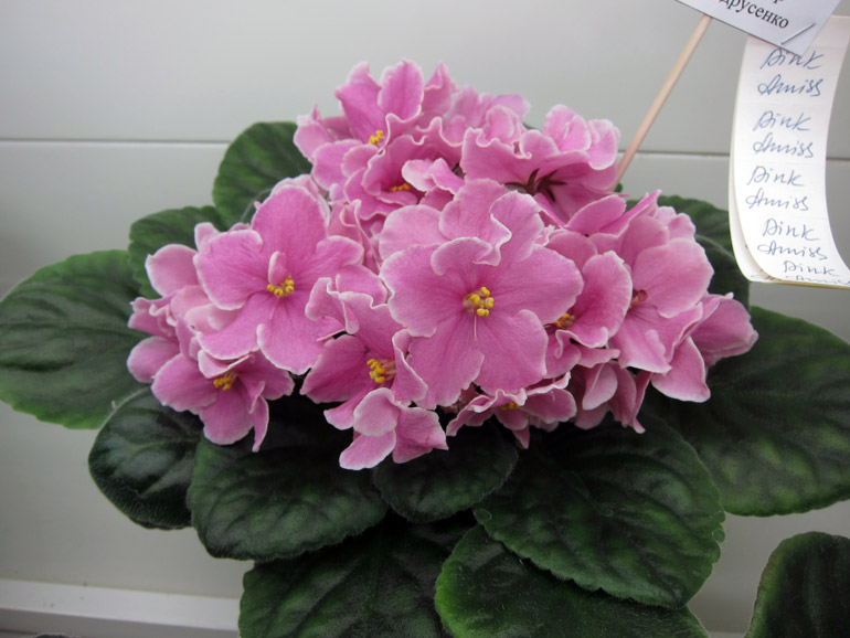 Pink-Amiss.jpg