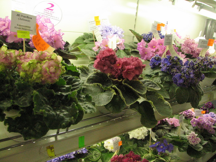 IMG_7049.jpg