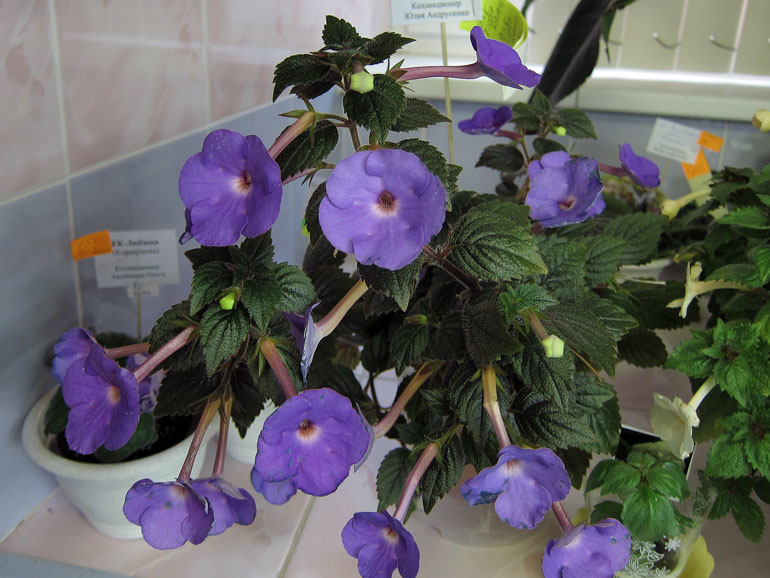 Pink-Violet-Dawn.jpg