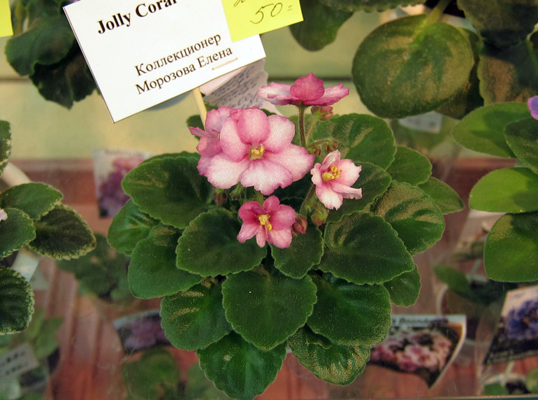 Jolly-Coral-спорт.jpg