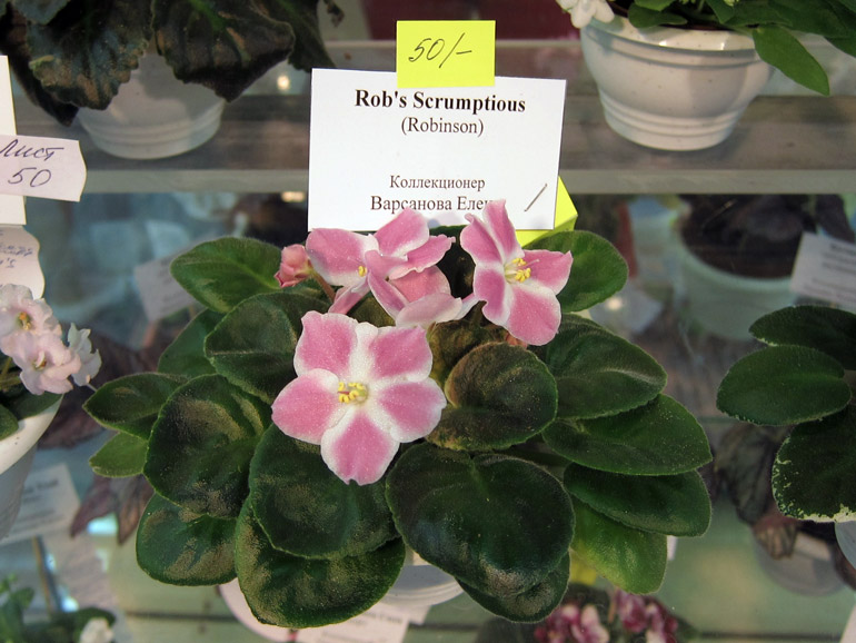 Rob's-Scrumptious.jpg