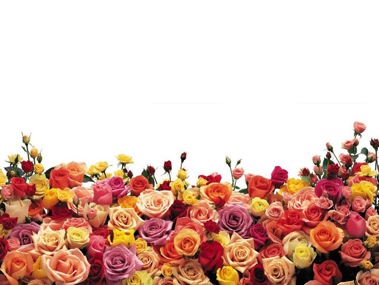 rose.jpg