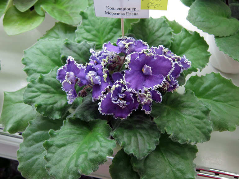 Emerald-Lace.jpg